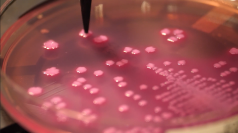 New Study Shows Copan's Colibrí™ Automates MALDI-TOF Sample Preparation ...